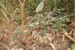 Crotalaria evolvuloides